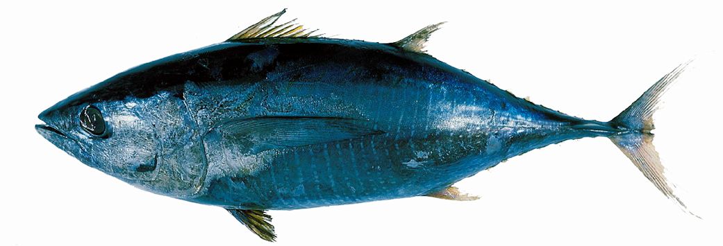 Thunnus albacares_04.jpg